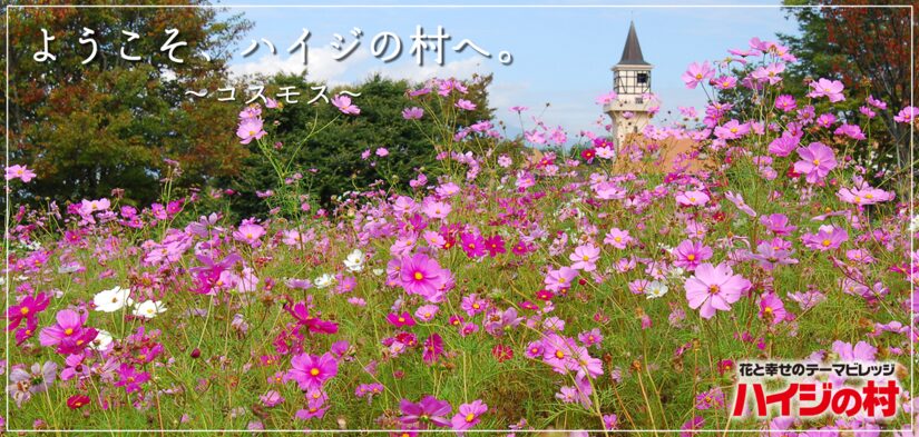 ハイジの村のコスモス